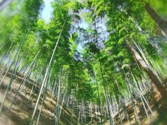 <b>浙江龙泉：小竹木的百亿结构</b>